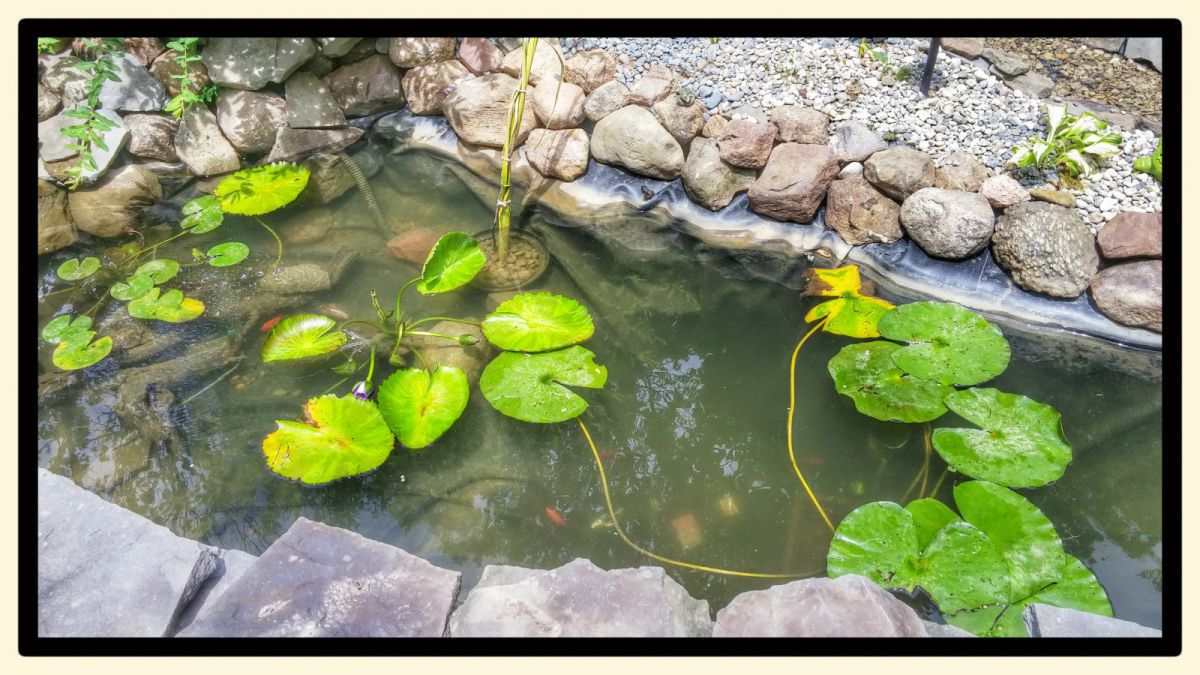 New Lilly Pads