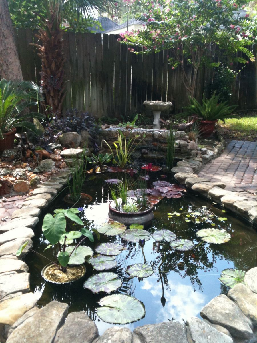 New plants in pond.