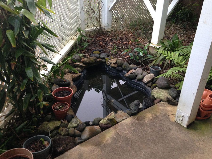 new pond