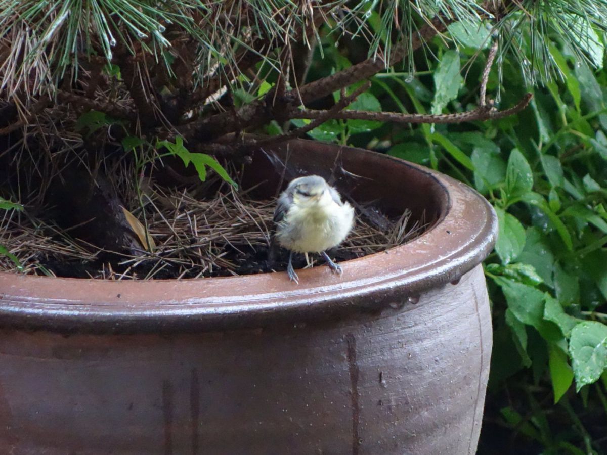 New tit first fly