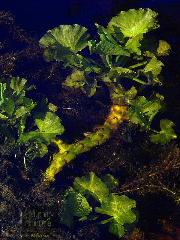 Nuphar minima