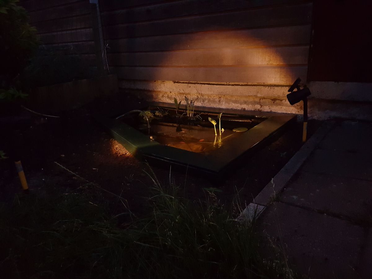 Old pond at night