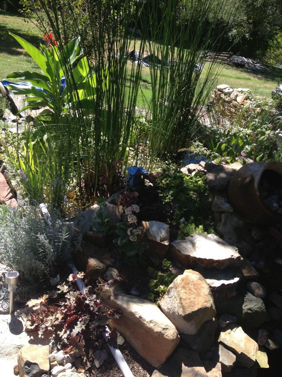 Part of the bog, the water enters this side from the pond.