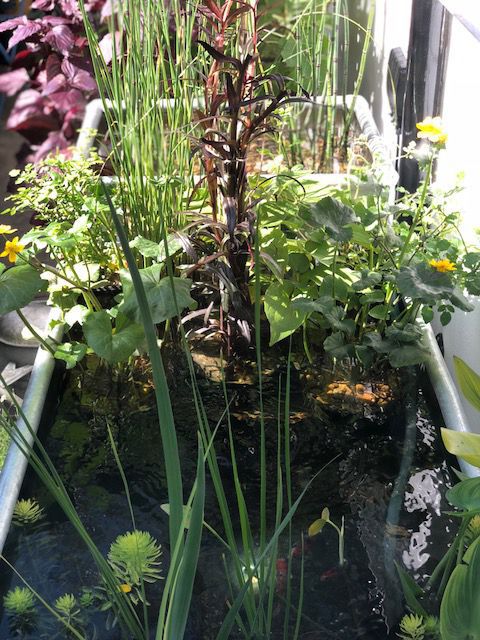 Patio Pond with gravel filter