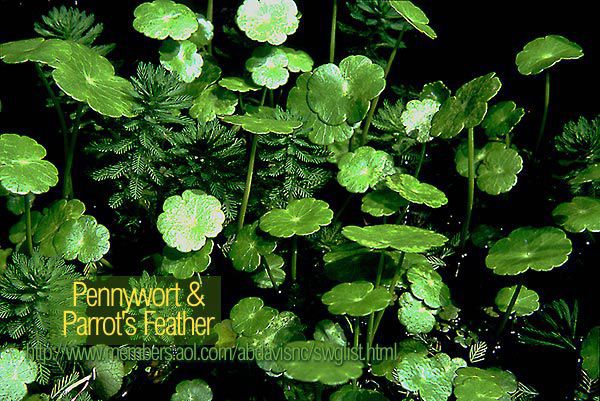 Pennywort and Parrots feather