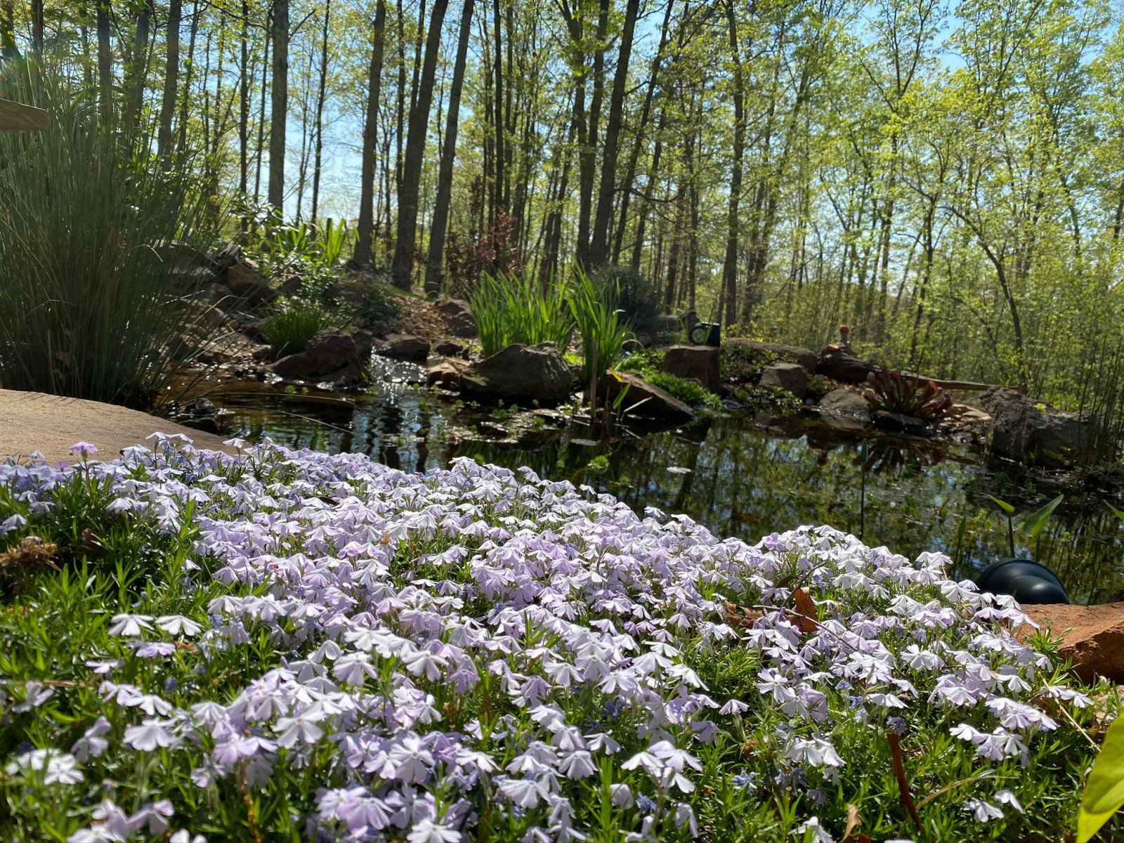 Phlox