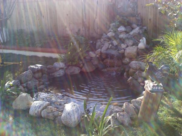 Picture of Pond with the koi fish alread in taken In January 2011