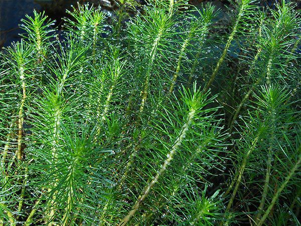 Pine parrot's feather