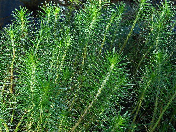 Pine parrot's feather