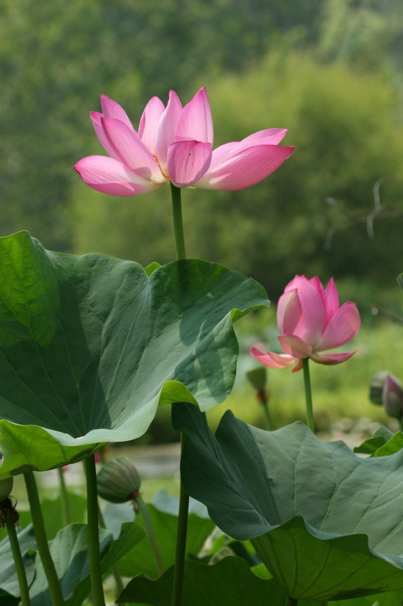 Pink Lotus