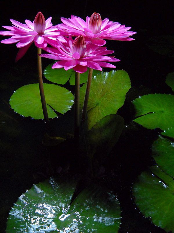 PinkNight