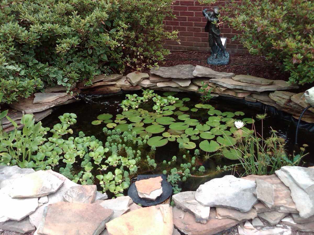 Plants are taking over my pond - July 2013