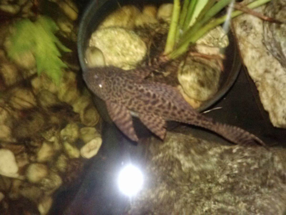 Pleco 1