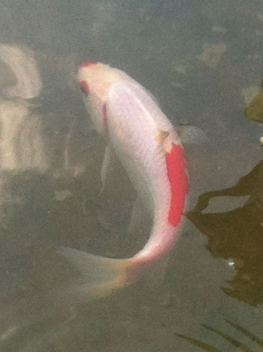 pond 007