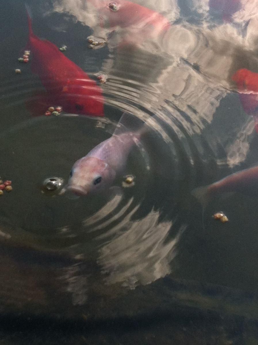 pond 008