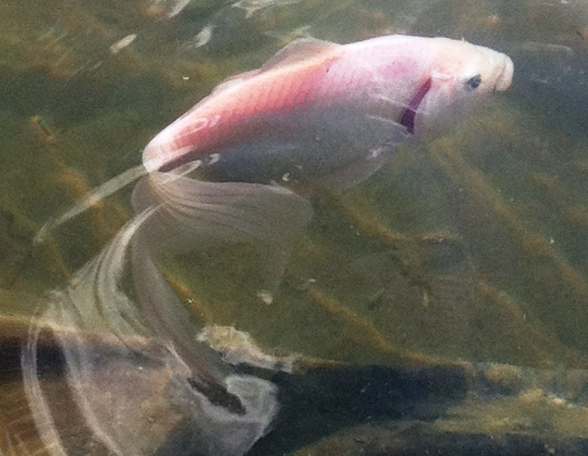 pond 009