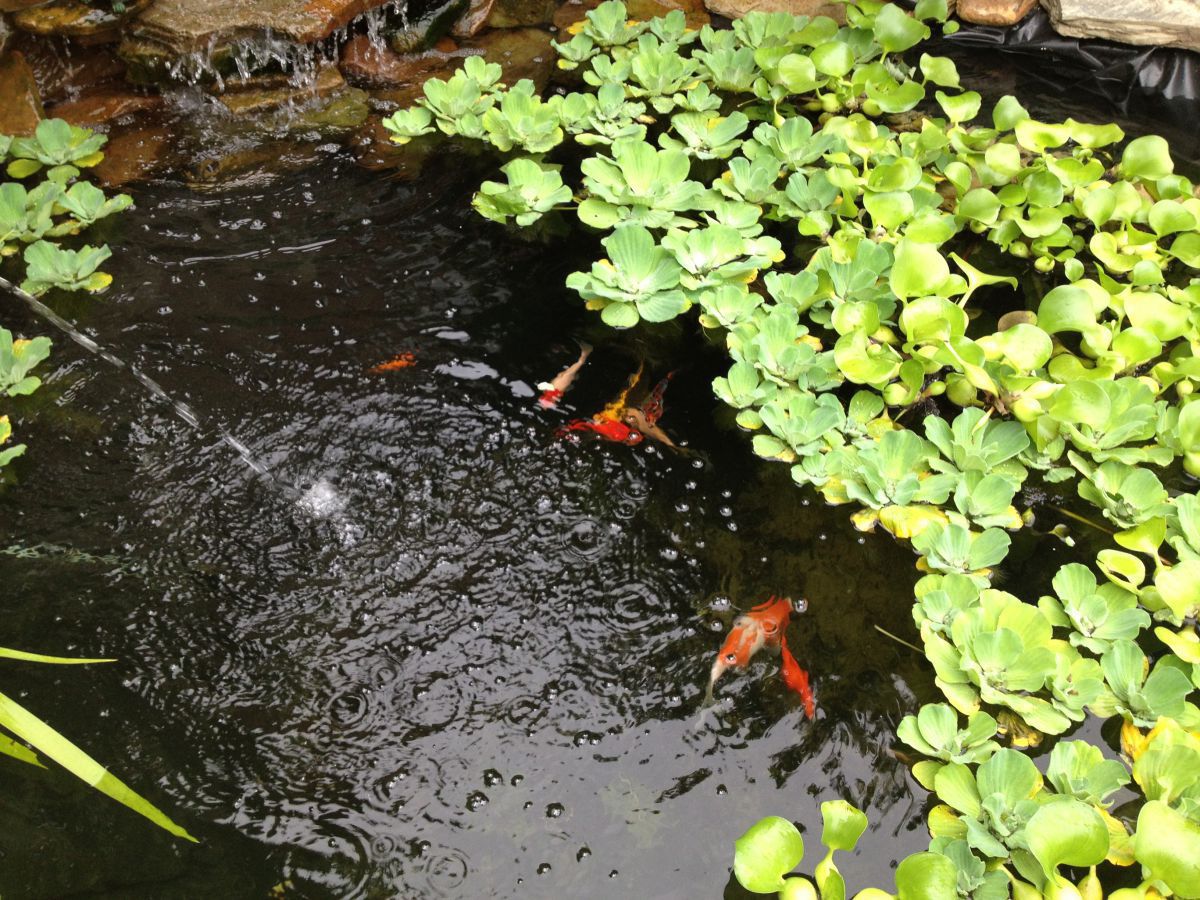 pond 013