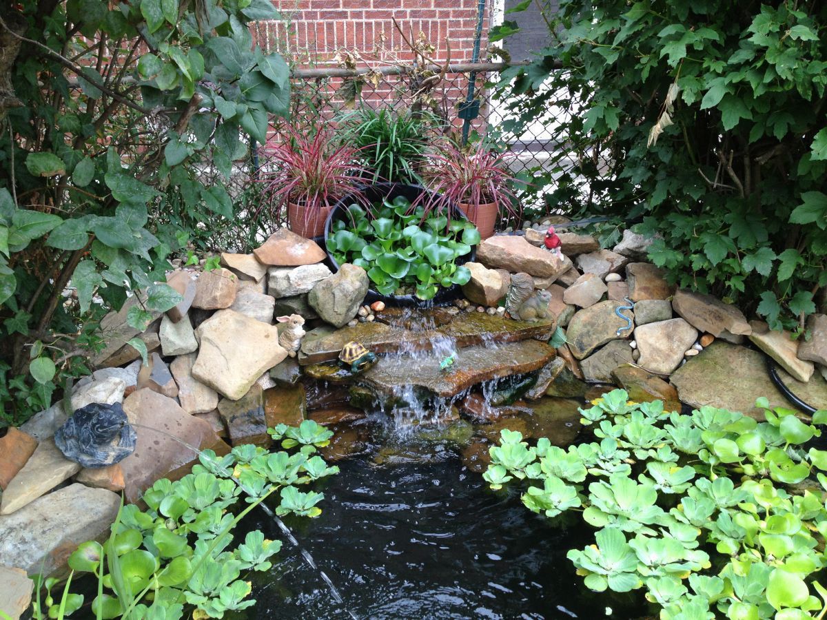 pond 014