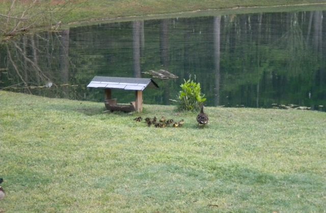 Pond 5