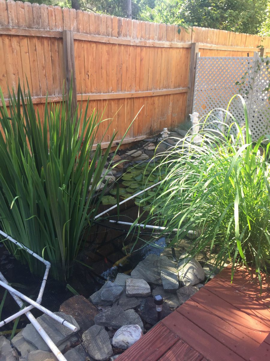 Pond 9/2016