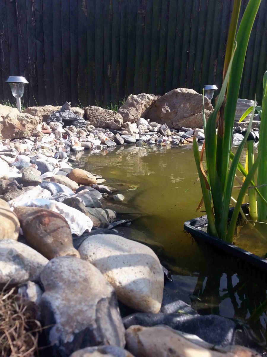 pond adjustment 10th july 2013 017