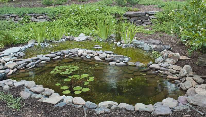 Pond and bog