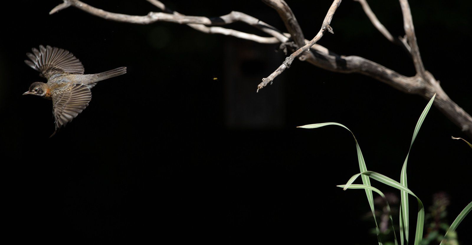 pond best  (1 of 1)-12.jpg