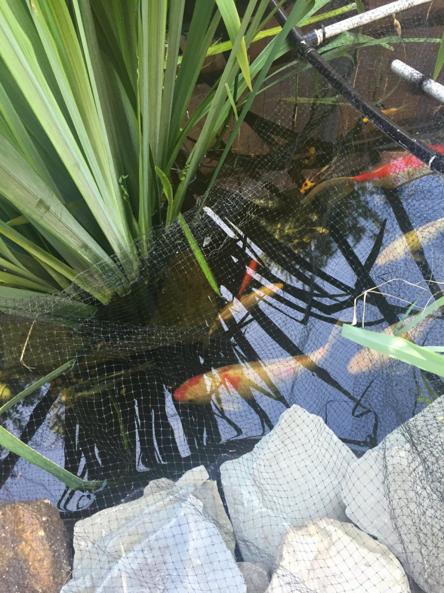 Pond fish 9/2016