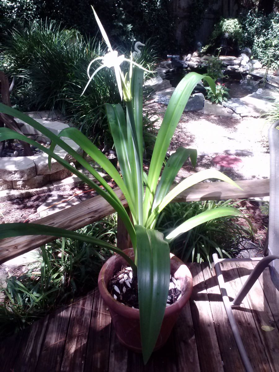 Pond Flower