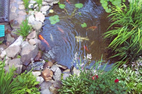 pond from overhead