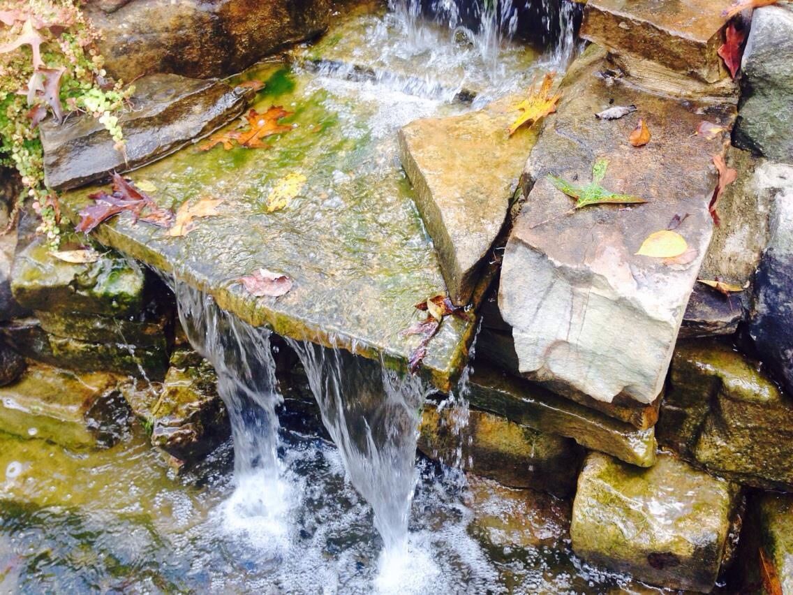 Pond in fall