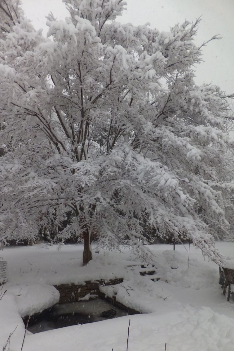 pond In snow