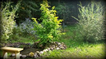 Pond in Summer 2015