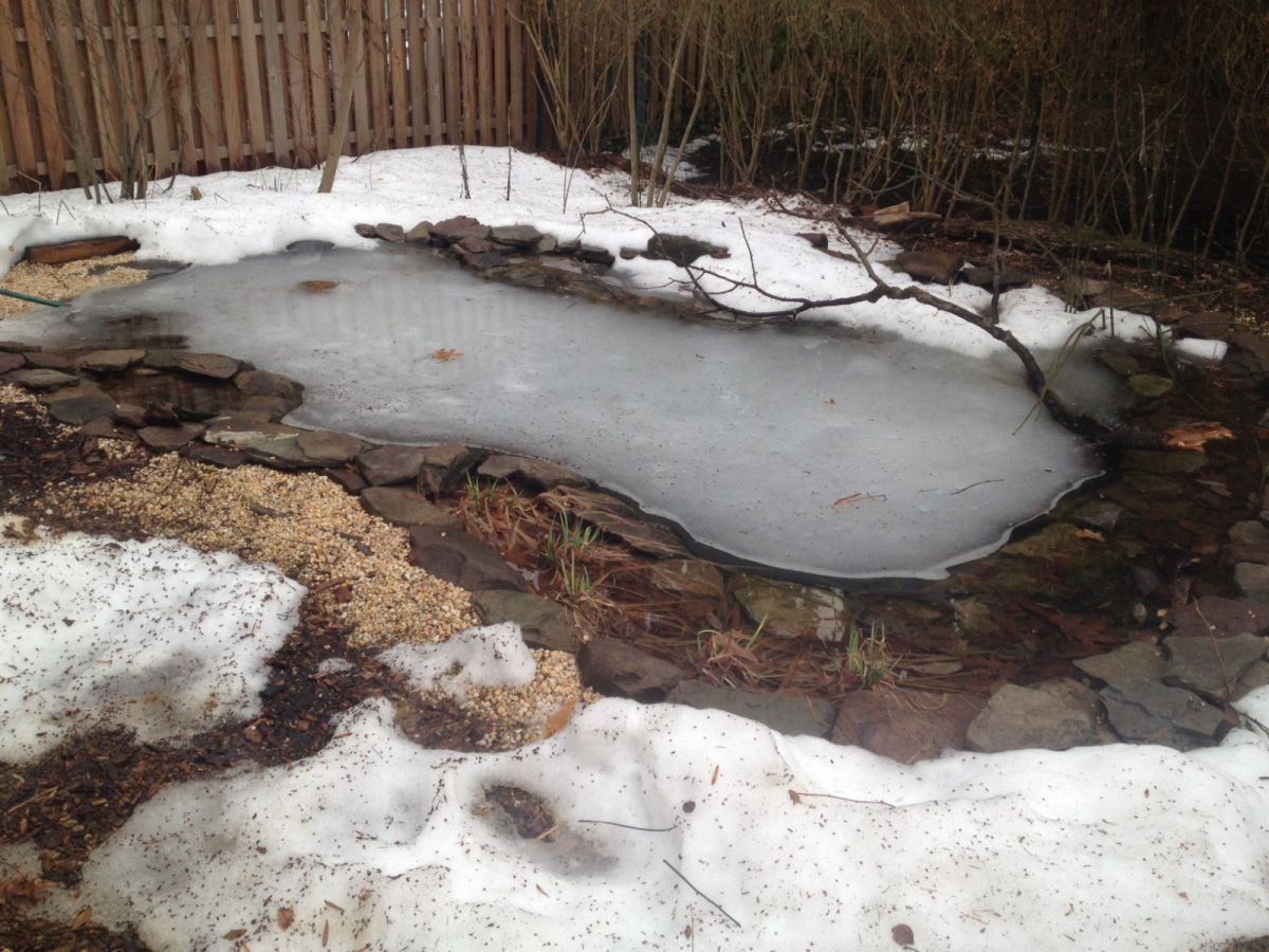 pond thawing in March
