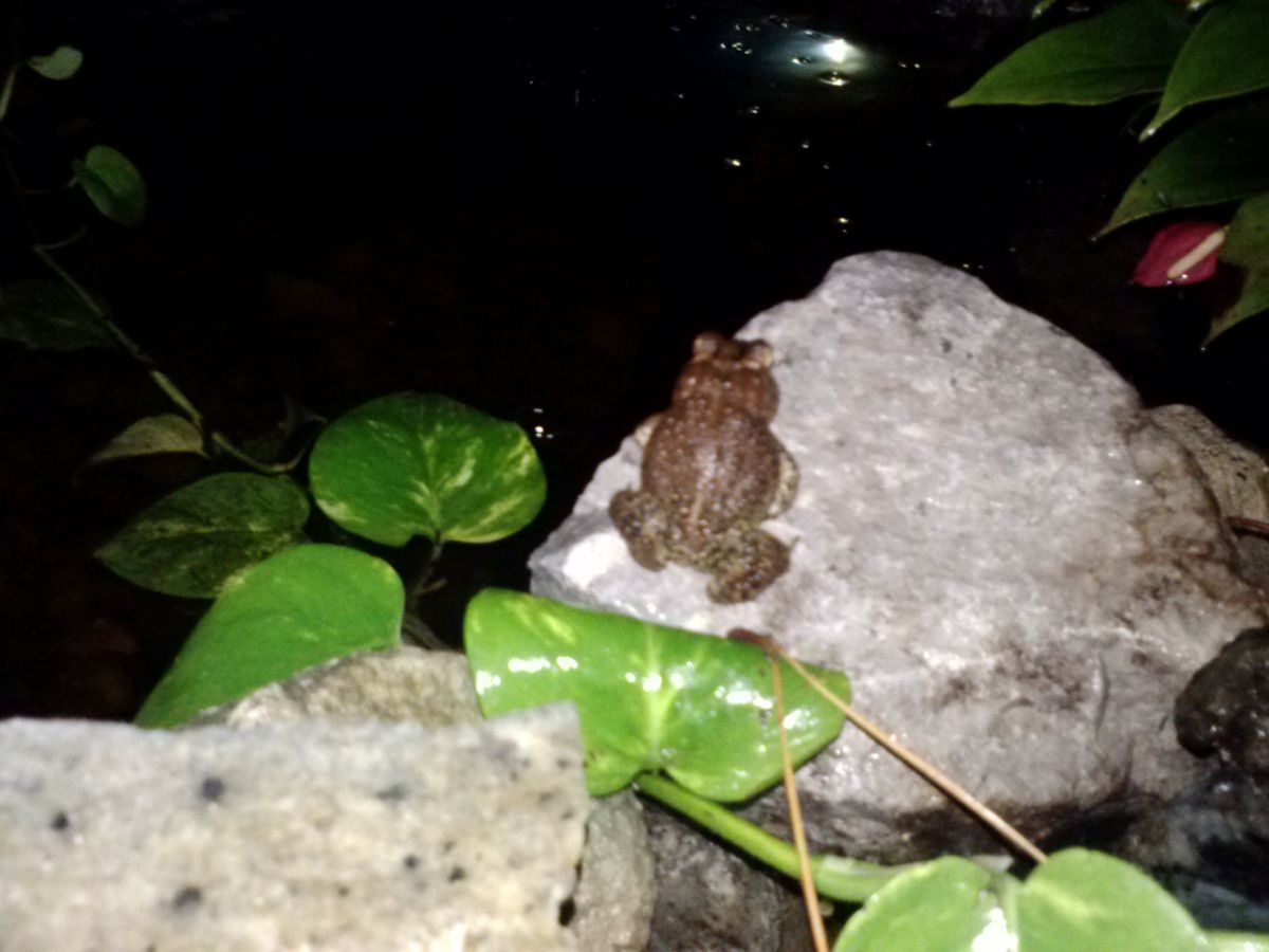 Pond Toad