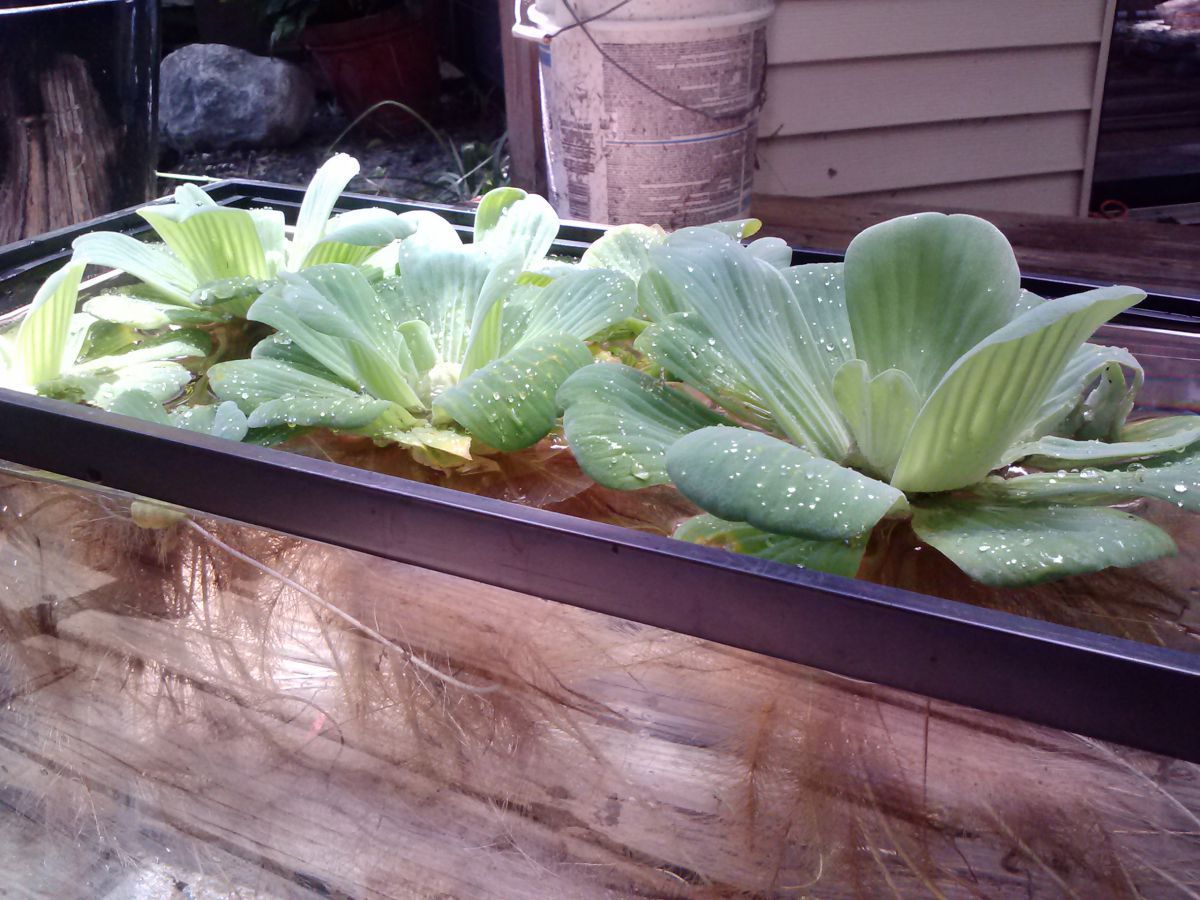 Pond Water Lettuce