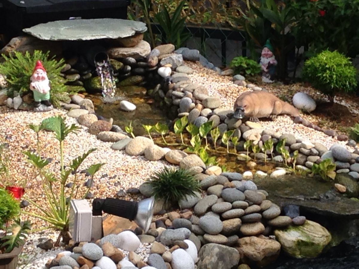Pond