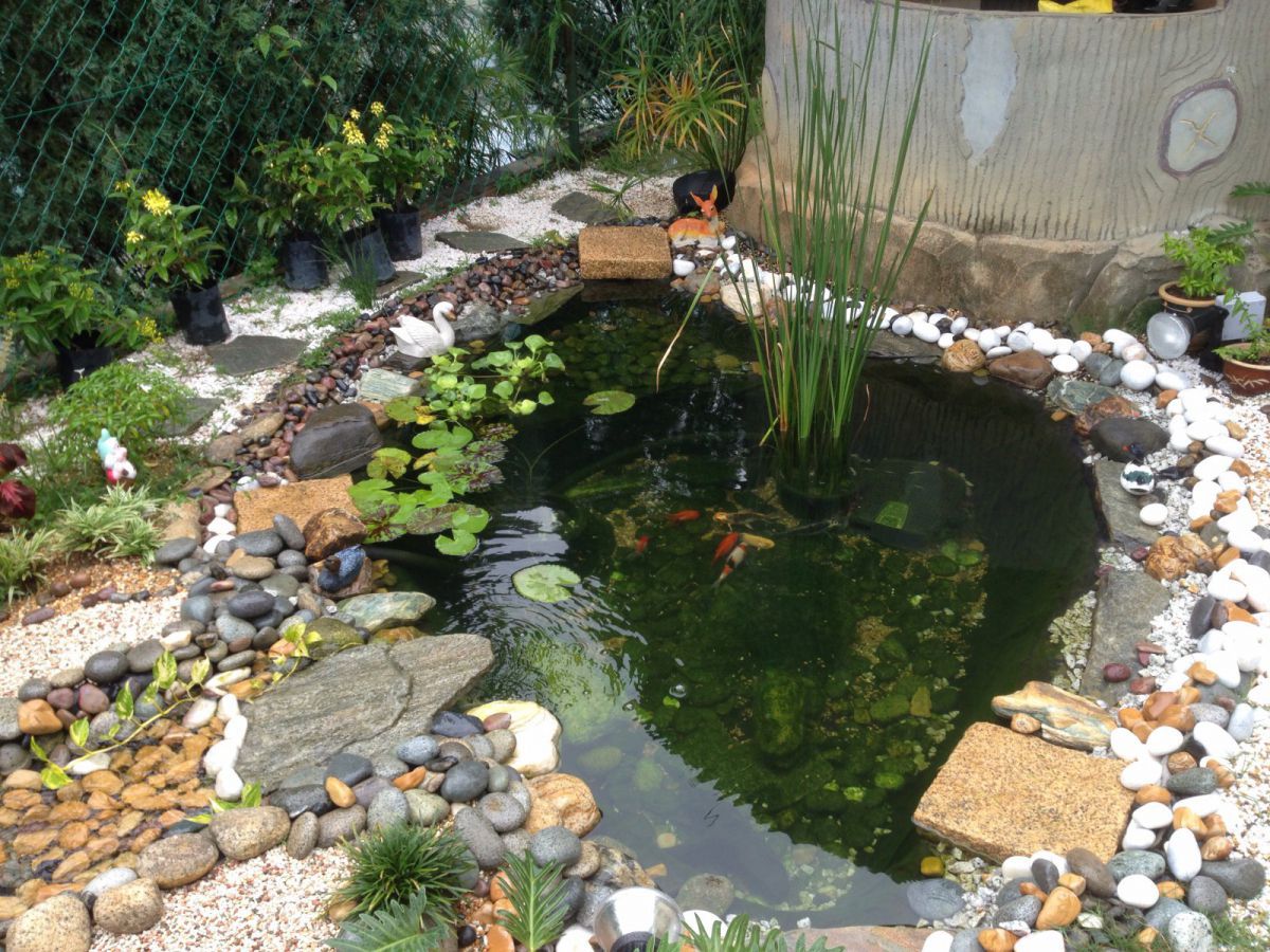 Pond