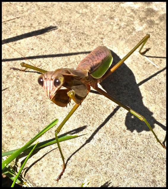 Praying Mantis