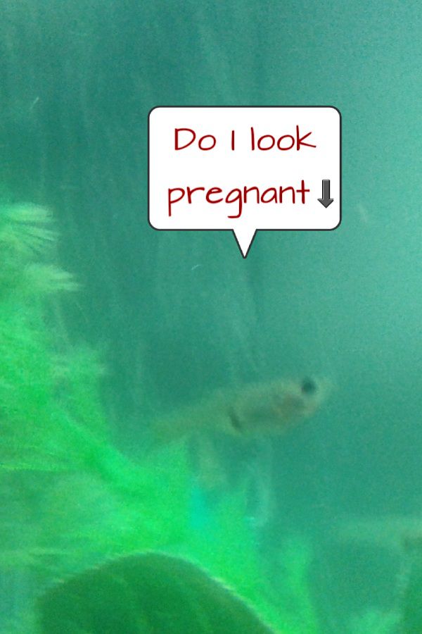 Pregnant?