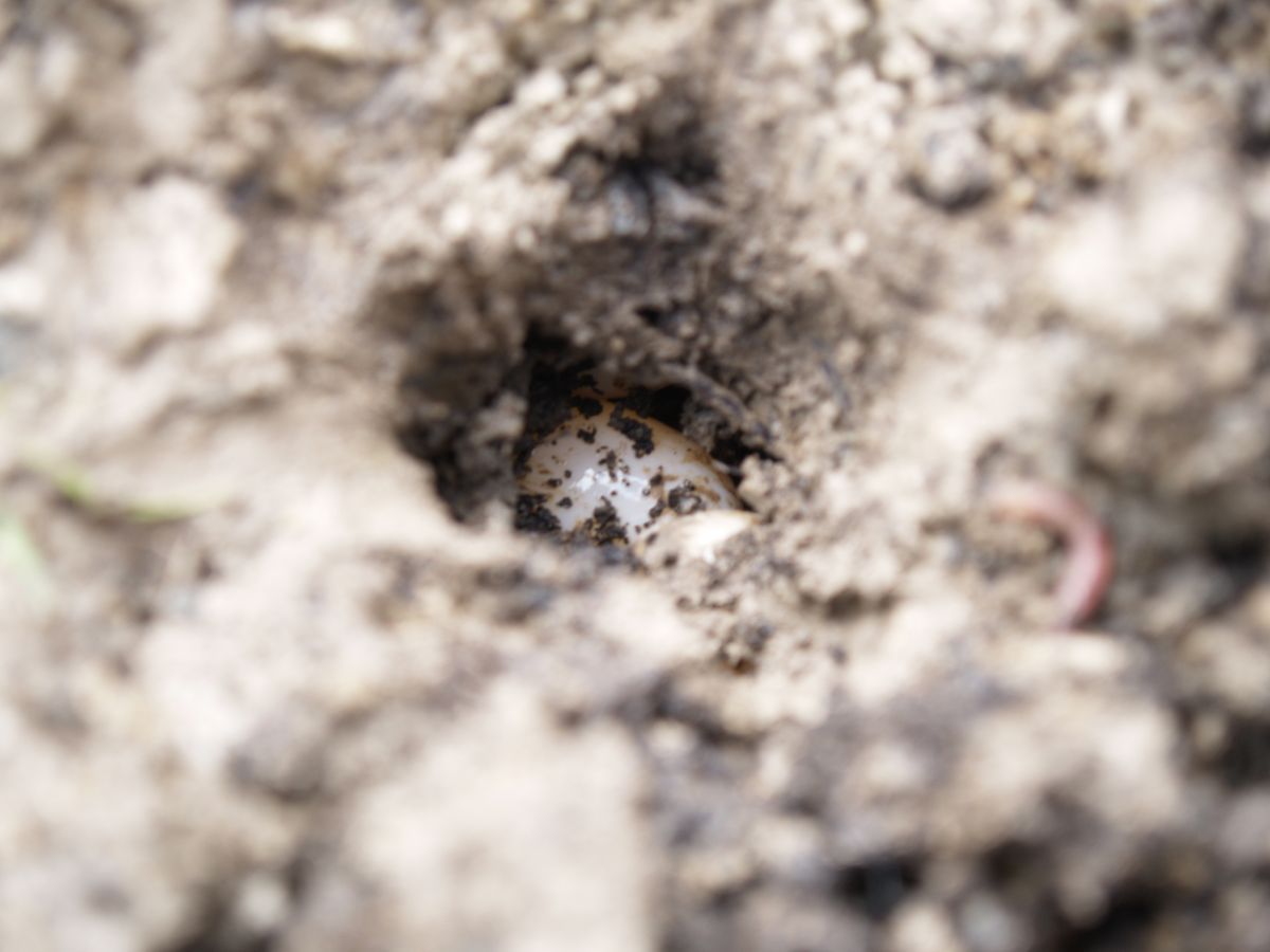 Presents left under the ground