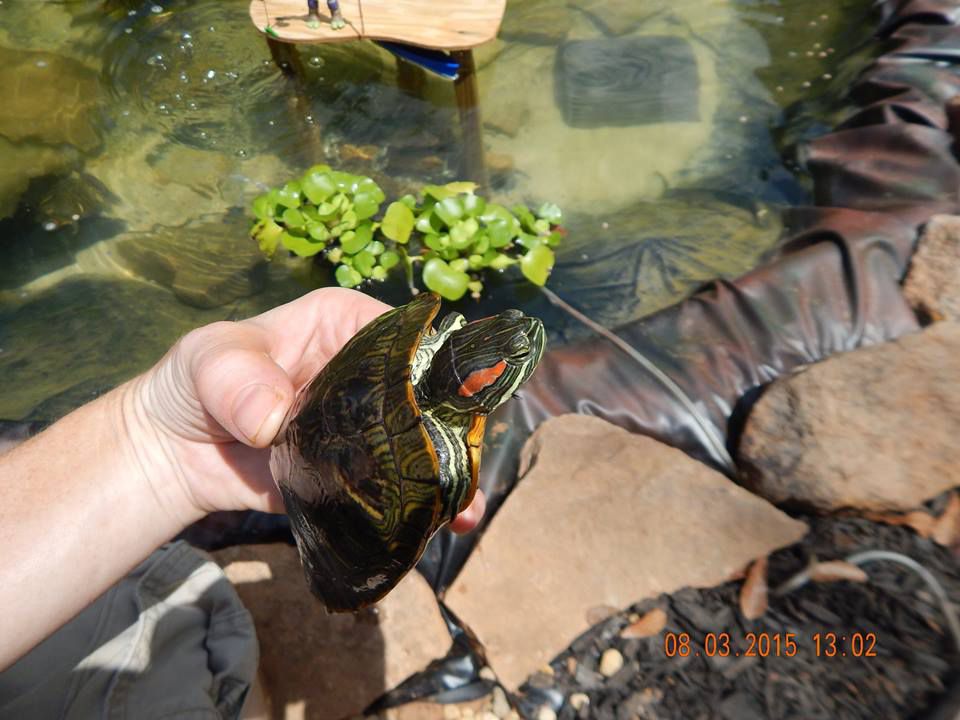 Red Eared Slider