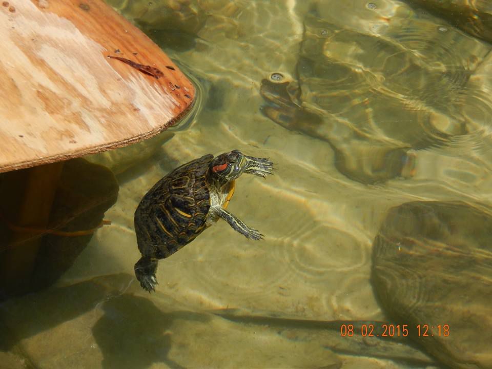 Red Eared Slider