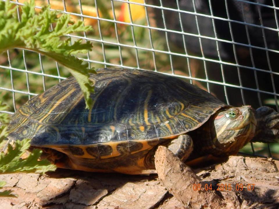 Red Eared Slider