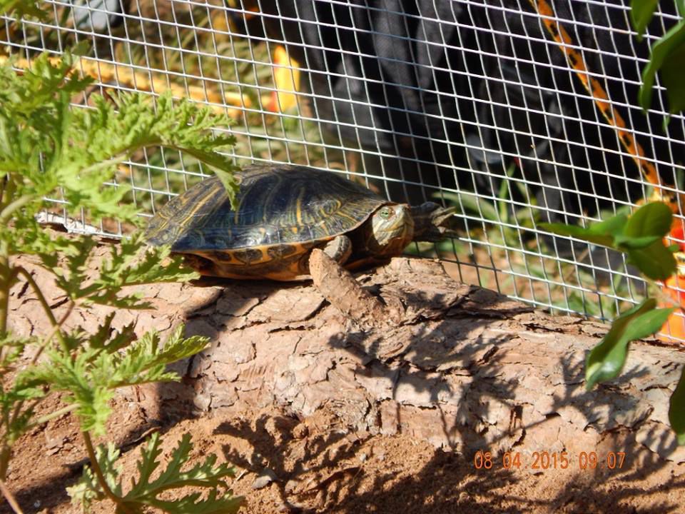 Red Eared Slider