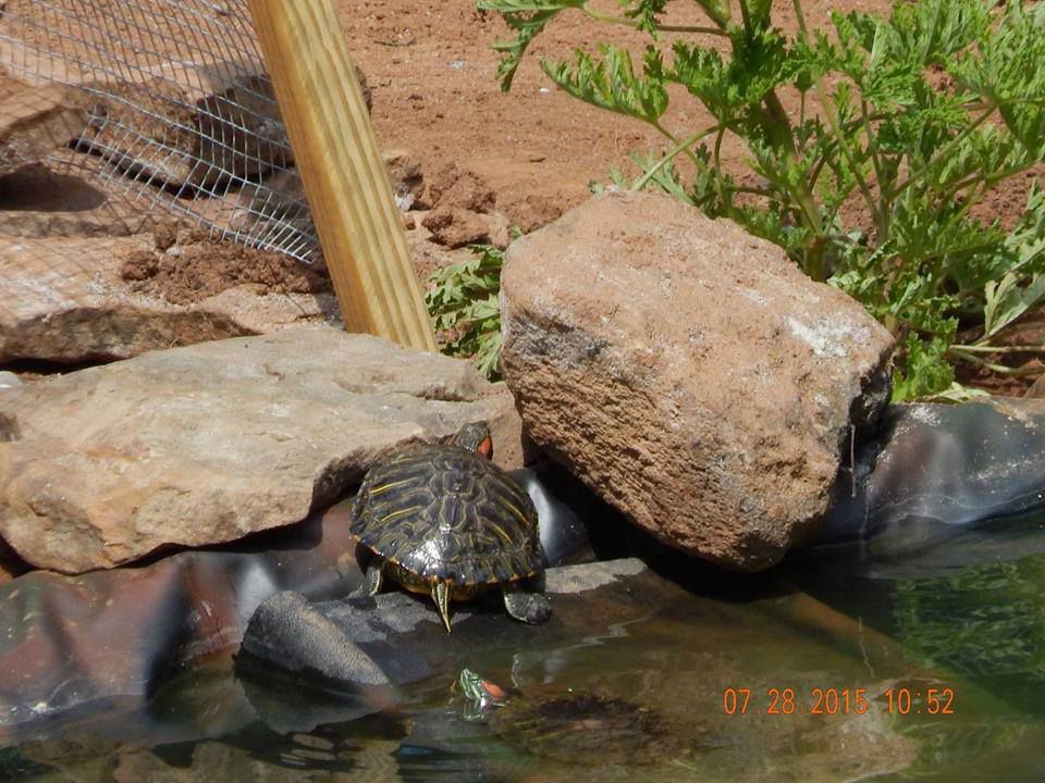 Red Eared Slider