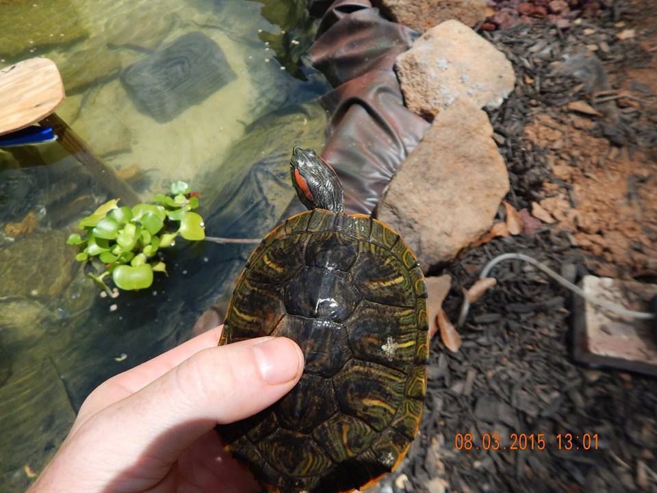 Red Eared Slider