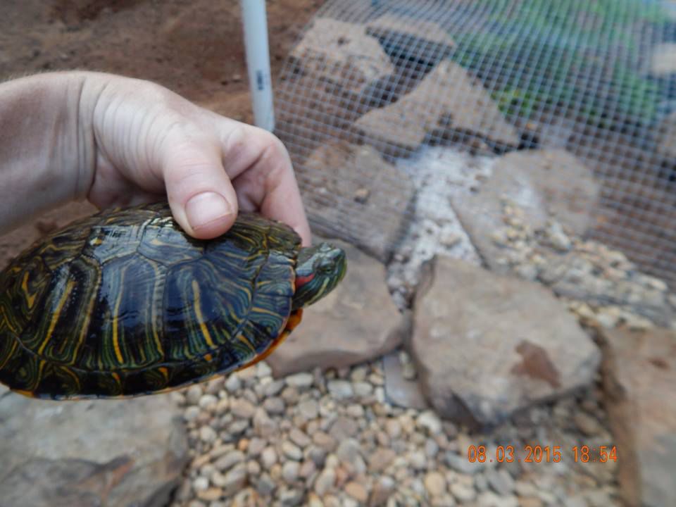 Red Eared Slider