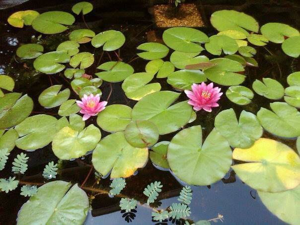 Red Water Lilies