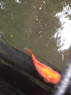sick fishy